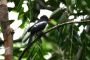 Amazonas06 - 473 * Black Nunbird.